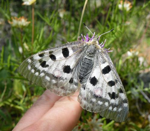 Parnassius apollo