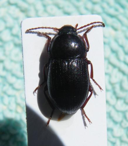 Réf. 47 730 : Nalassus convexus