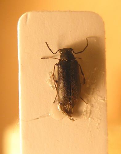 Réf. 47 751 : Episernus angulicollis