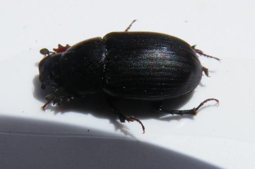 Réf. 47 907 : Amidorus obscurus
