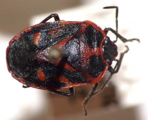 Eurydema fieberi