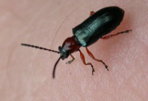 Oulema sp.