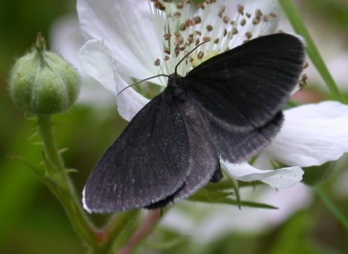 Odezia atrata