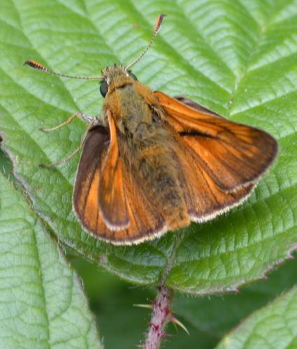 Ochlodes sylvanus