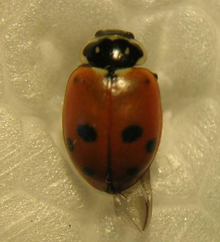 Hippodamia variegata