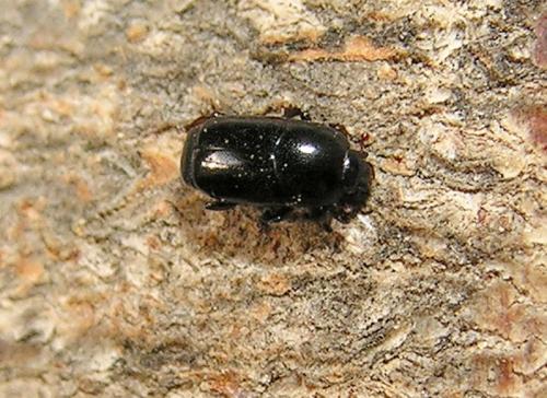 Neoteretrius parasita