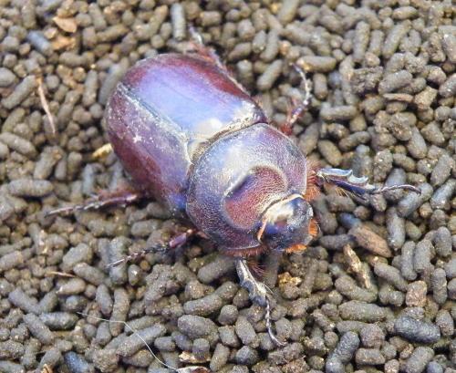 Oryctes nasicornis