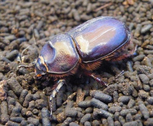 Oryctes nasicornis