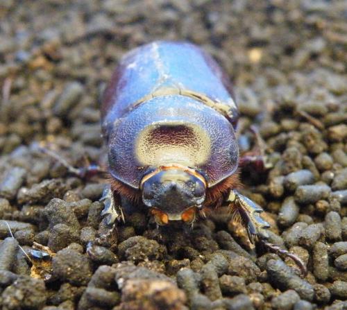Réf. 47 288 : Oryctes nasicornis