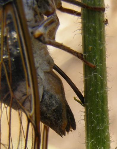 Lyristes plebejus