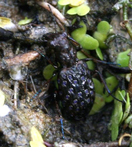 Réf. 47 823 : Elaphrus cupreus