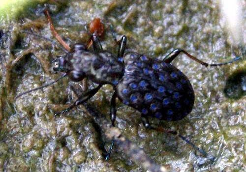 Réf. 47 822 : Elaphrus cupreus