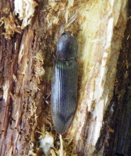 Réf. 47 527 : Stenagostus rhombeus