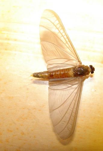 Oligoneuriella sp.