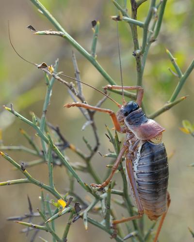 Ephippiger provincialis