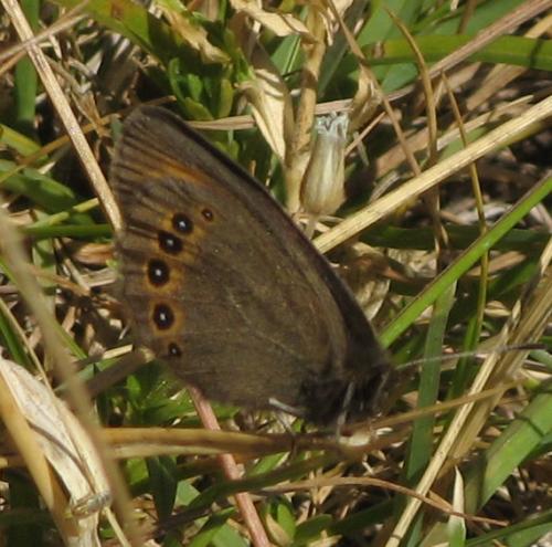 Réf. 47 944 : Erebia oeme