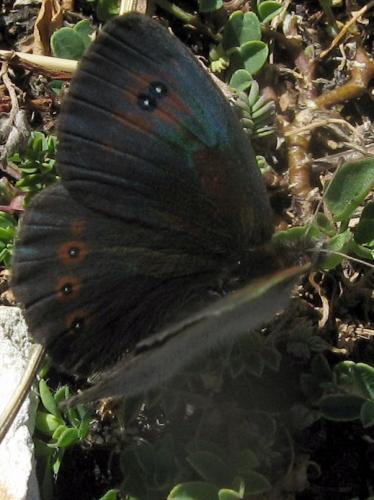 Réf. 47 916 : Erebia cassioides