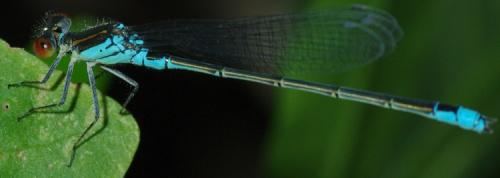 Erythromma viridulum