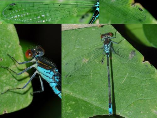 Erythromma viridulum