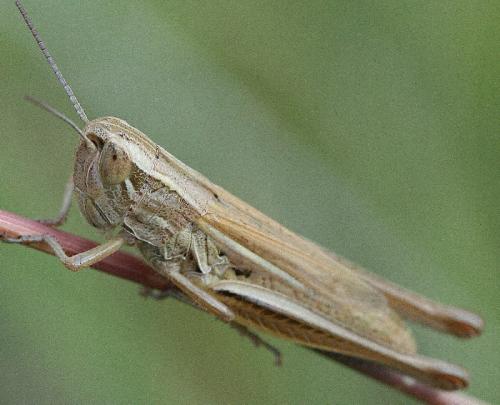 Euchorthippus declivus