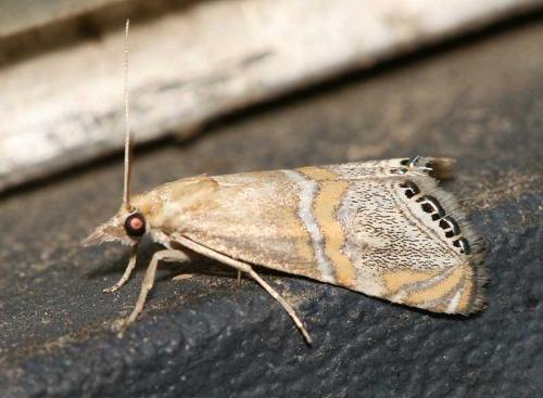 Réf. 47 901 : Euchromius bella