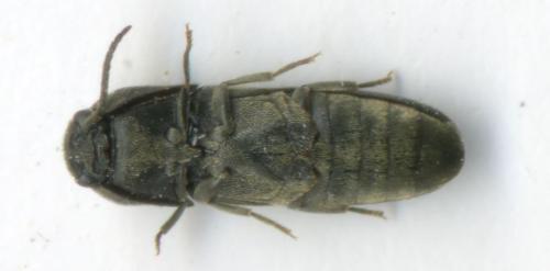 Dromaeolus barnabita