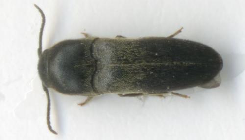 Réf. 47 174 : Dromaeolus barnabita