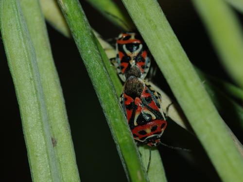 Eurydema ornata