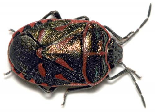 Eurydema rotundicollis