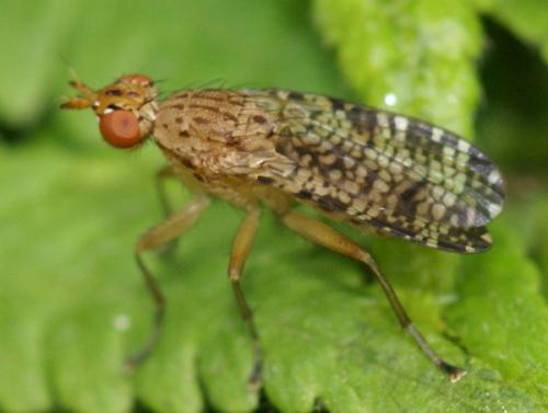 Réf. 47 600 : Euthycera chaerophylli