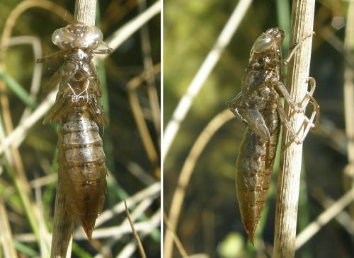 Aeshna mixta