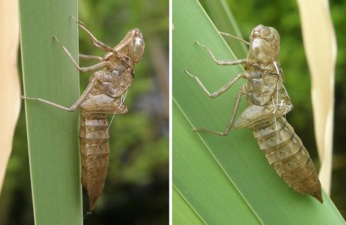 Aeshna mixta