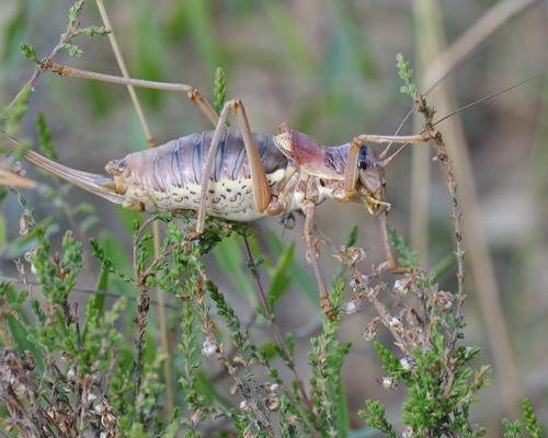 Ephippiger provincialis
