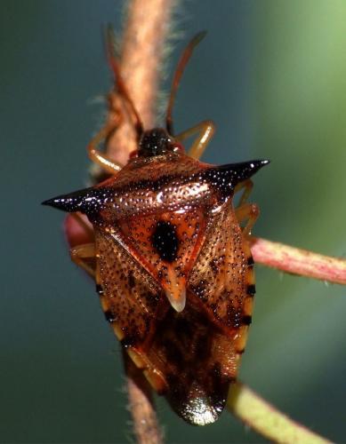 Elasmucha ferrugata