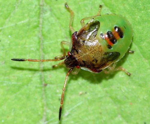Elasmucha ferrugata