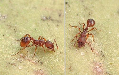 Réf. 47 278 : Myrmica sp.