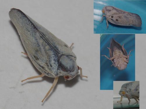 Metcalfa pruinosa