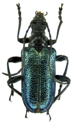 Gaurotes virginea