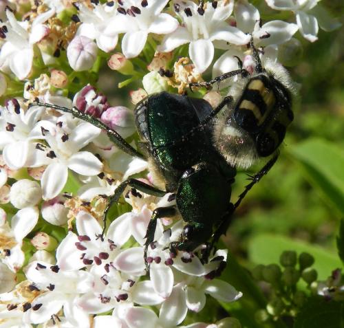 Gnorimus nobilis