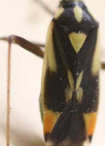 Réf. 47 977 : Grypocoris stysi