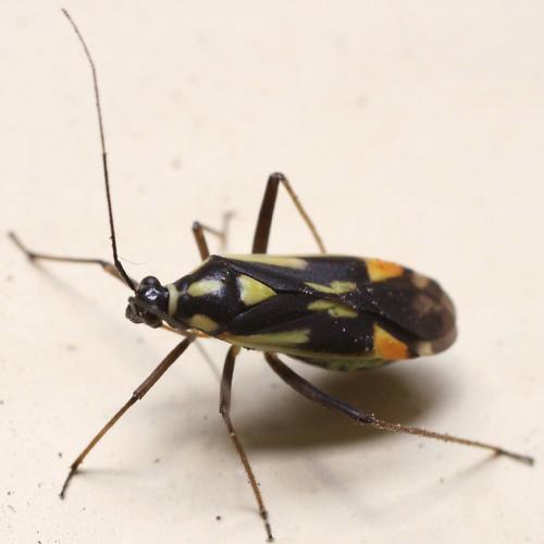 Réf. 47 978 : Grypocoris stysi