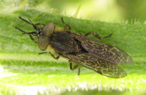 Haematopota sp.