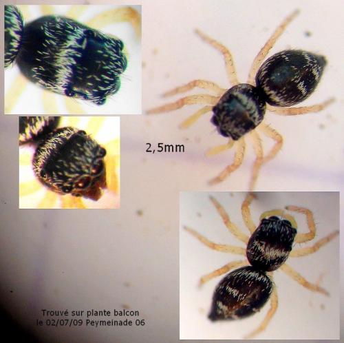 Heliophanus tribulosus