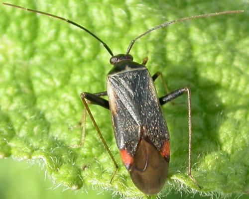 Réf. 47 718 : Adelphocoris seticornis
