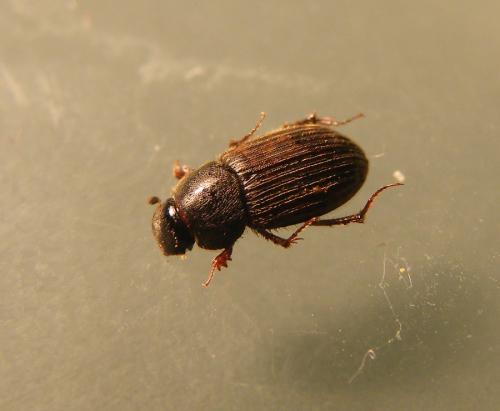Réf. 47 848 : Heptaulacus testudinarius