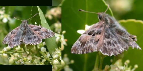 Réf. 47 836 : Carcharodus alceae