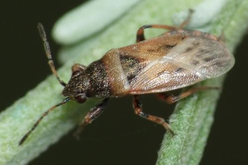 Heterogaster artemisiae