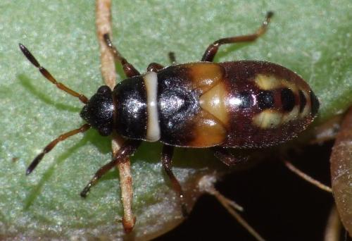 Réf. 47 437 : Heterogaster artemisiae