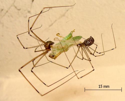Holocnemus pluchei