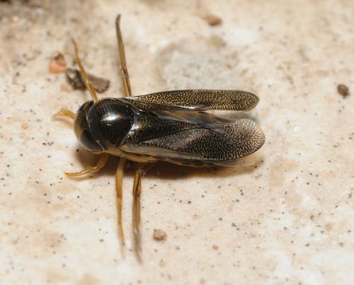 Corixa sp.